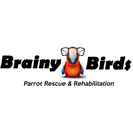 Brainy Birds